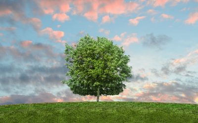 The Tree and the Toy Box  Part 2 – Your part
